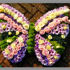 Butterfly 2D